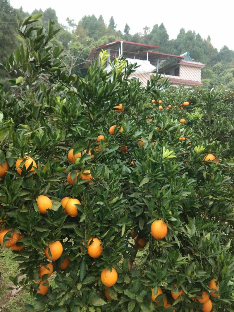 金堂脐橙自家无中间商（产地直发现采现发）四川脐橙直销