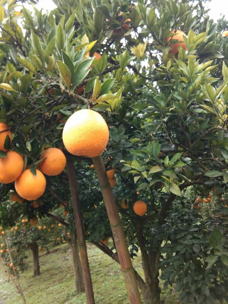 金堂脐橙自家无中间商（产地直发现采现发）四川脐橙直销
