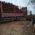 砀山百年老梨树