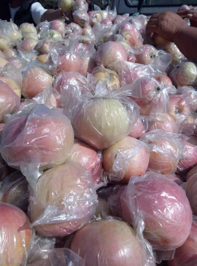 富士苹果颜色好果型饱满口感脆甜货量充足
