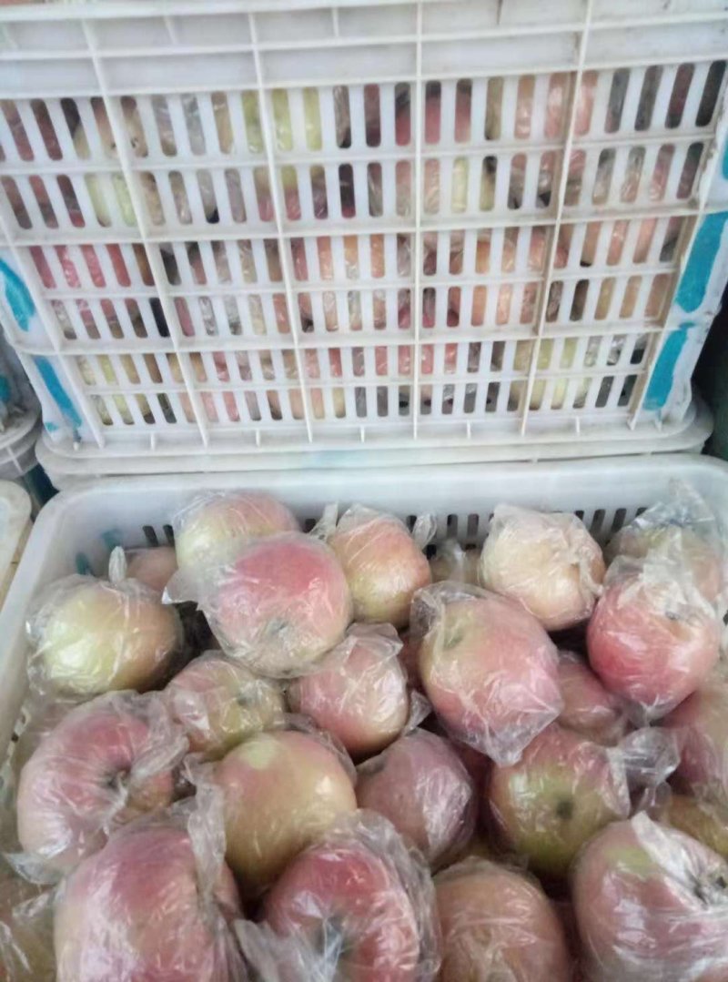 富士苹果颜色好果型饱满口感脆甜货量充足