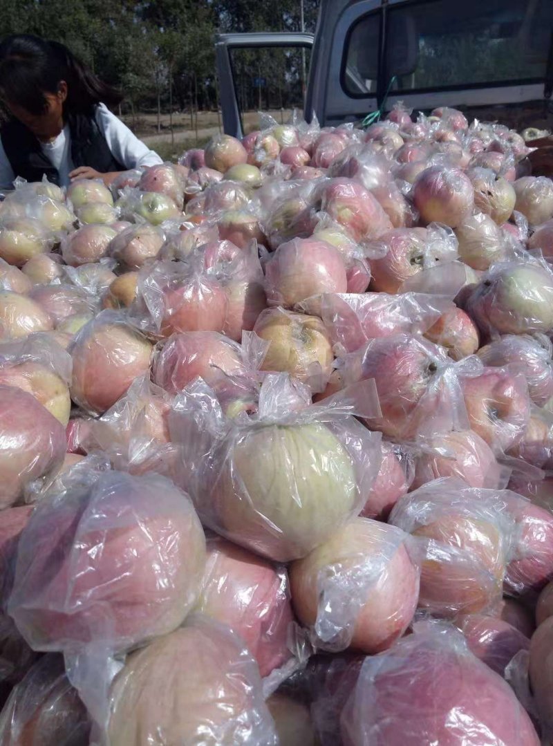 富士苹果颜色好果型饱满口感脆甜货量充足
