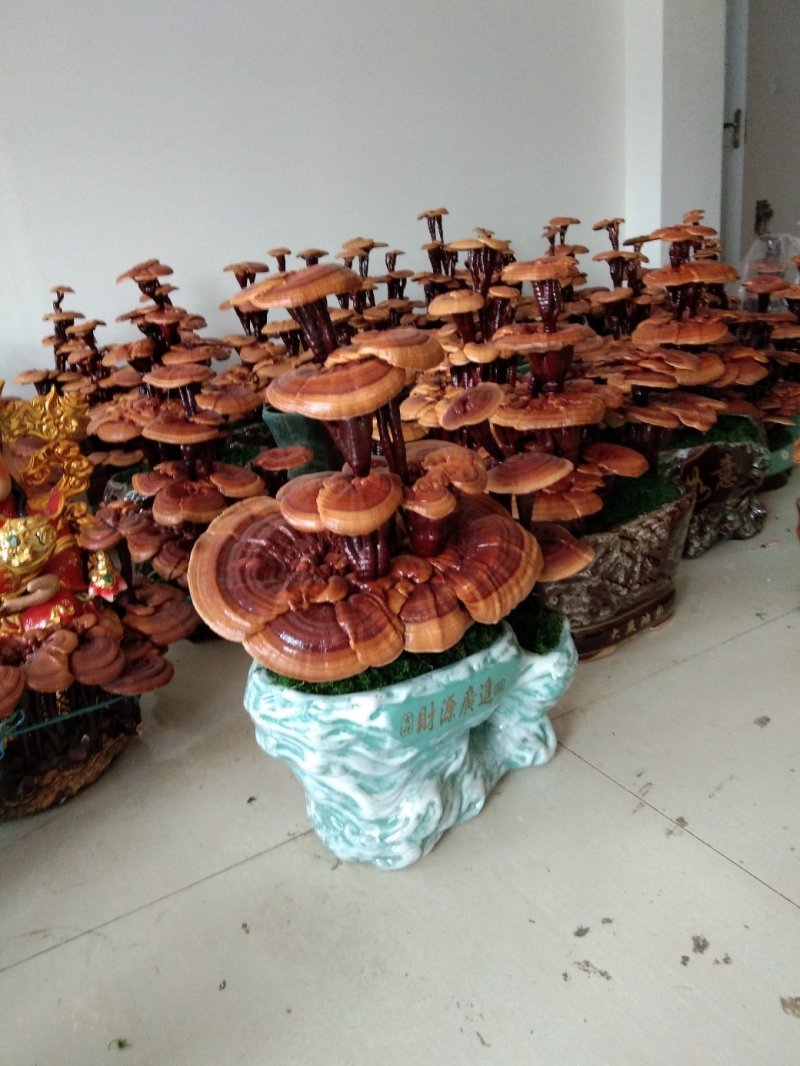 非常不错的灵芝盆景