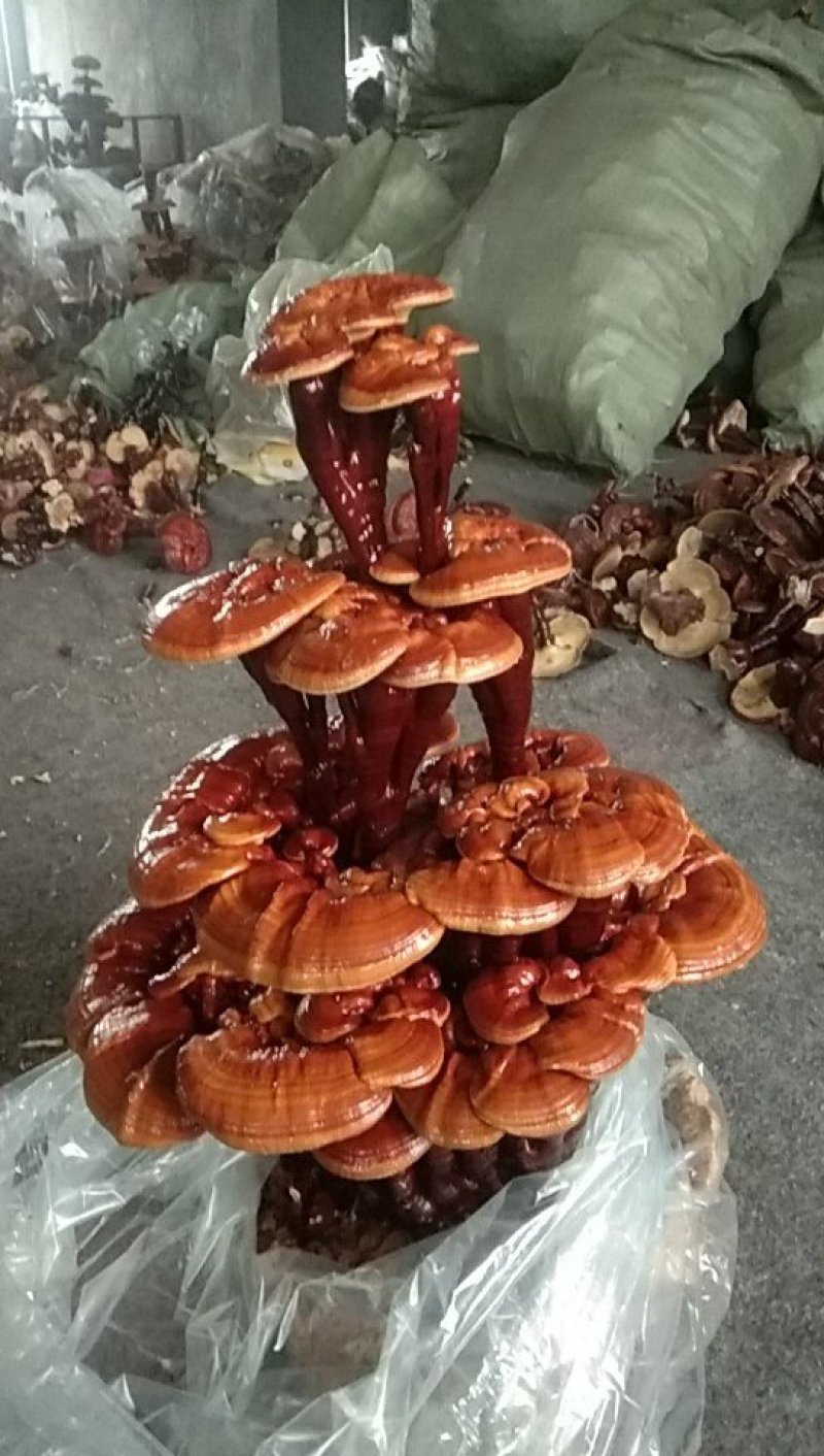 非常不错的灵芝盆景