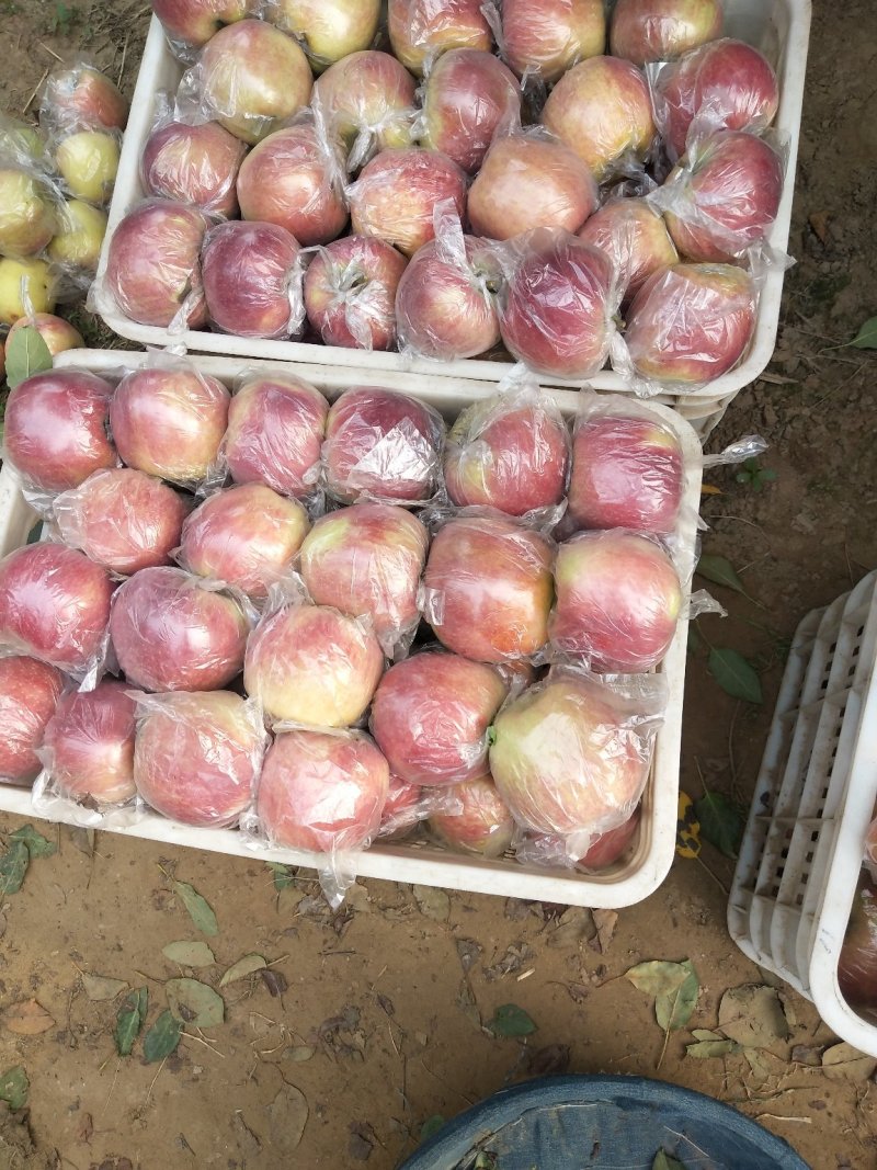富士苹果颜色好果型饱满口感脆甜货量充足