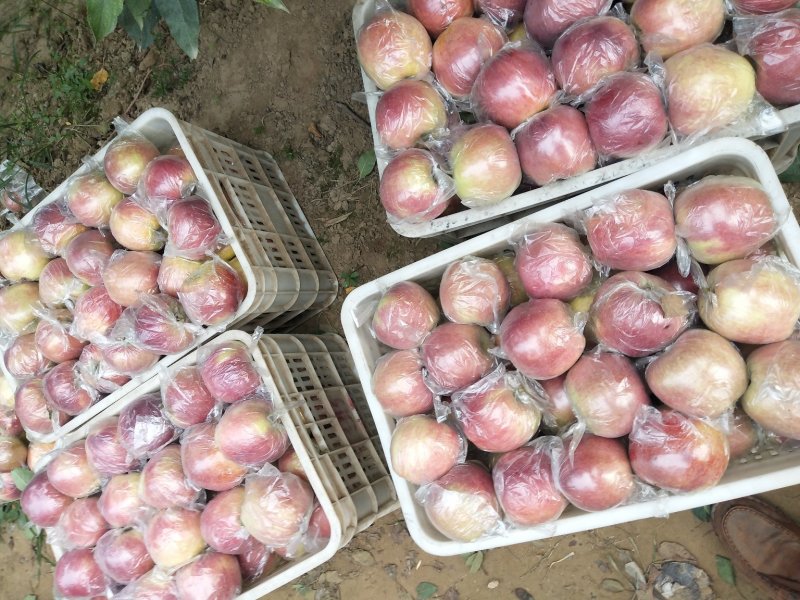 富士苹果颜色好果型饱满口感脆甜货量充足