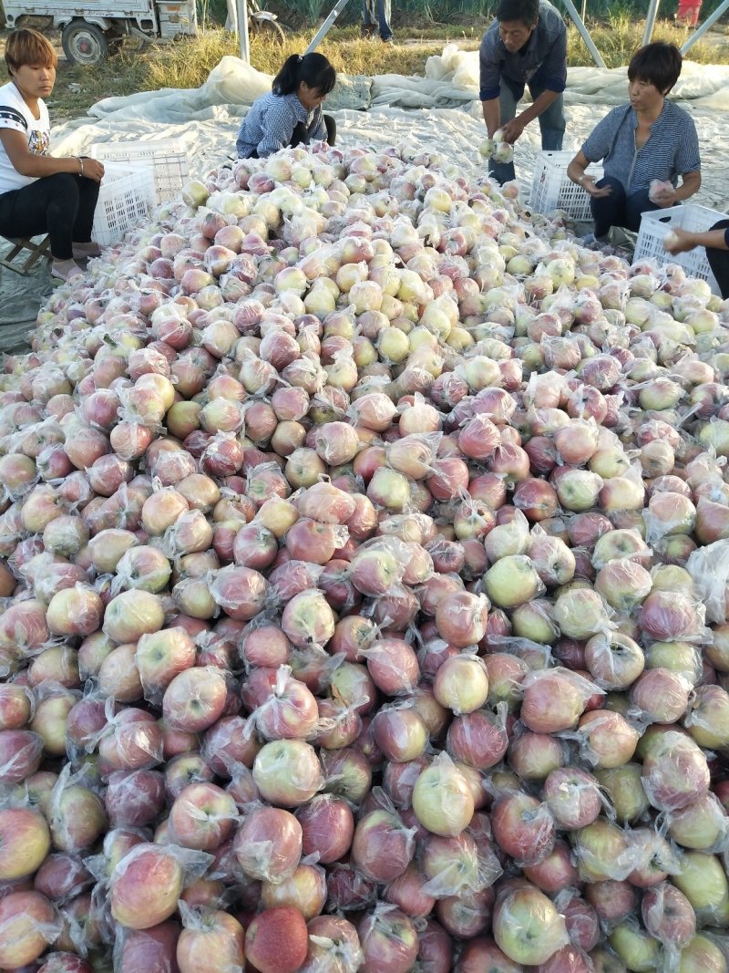 富士苹果颜色好果型饱满口感脆甜货量充足