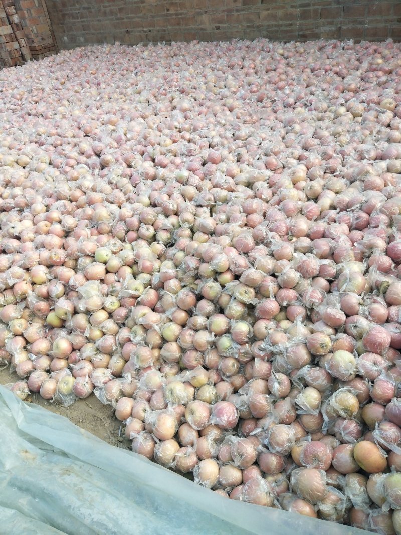 富士苹果颜色好果型饱满口感脆甜货量充足