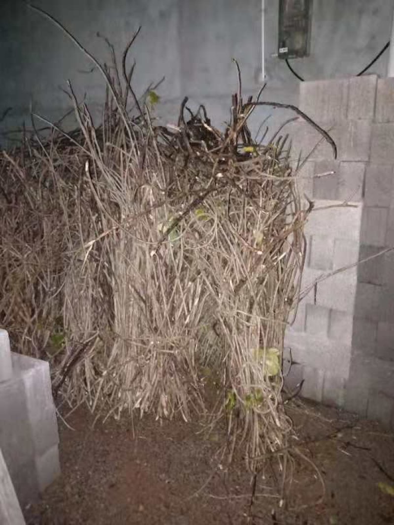 有大量水杨桃枝条出售
