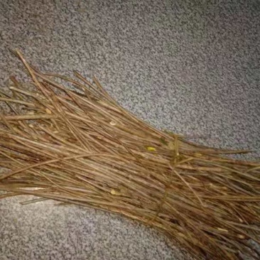 有大量水杨桃枝条出售