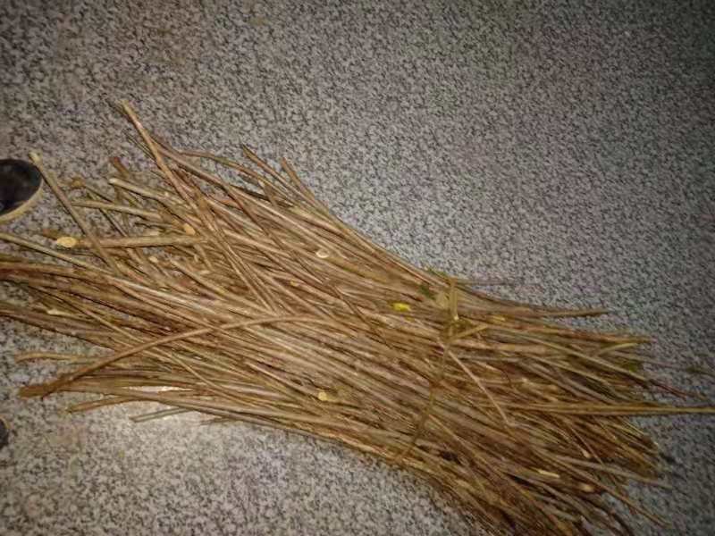 有大量水杨桃枝条出售