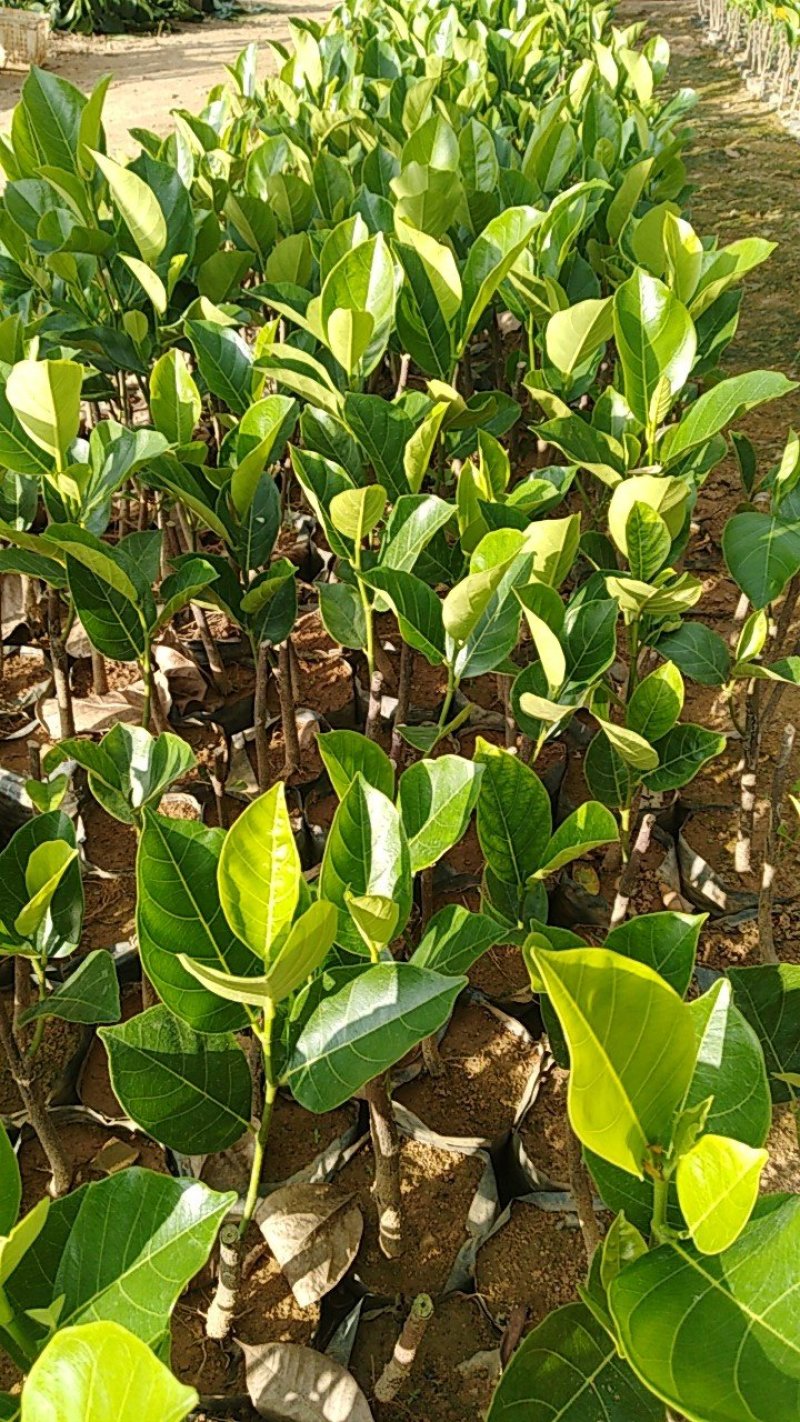 马来西亚一号菠萝蜜苗量大更优惠。