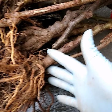 本公司苗圃常年供应猕猴桃苗八年大苗包邮中