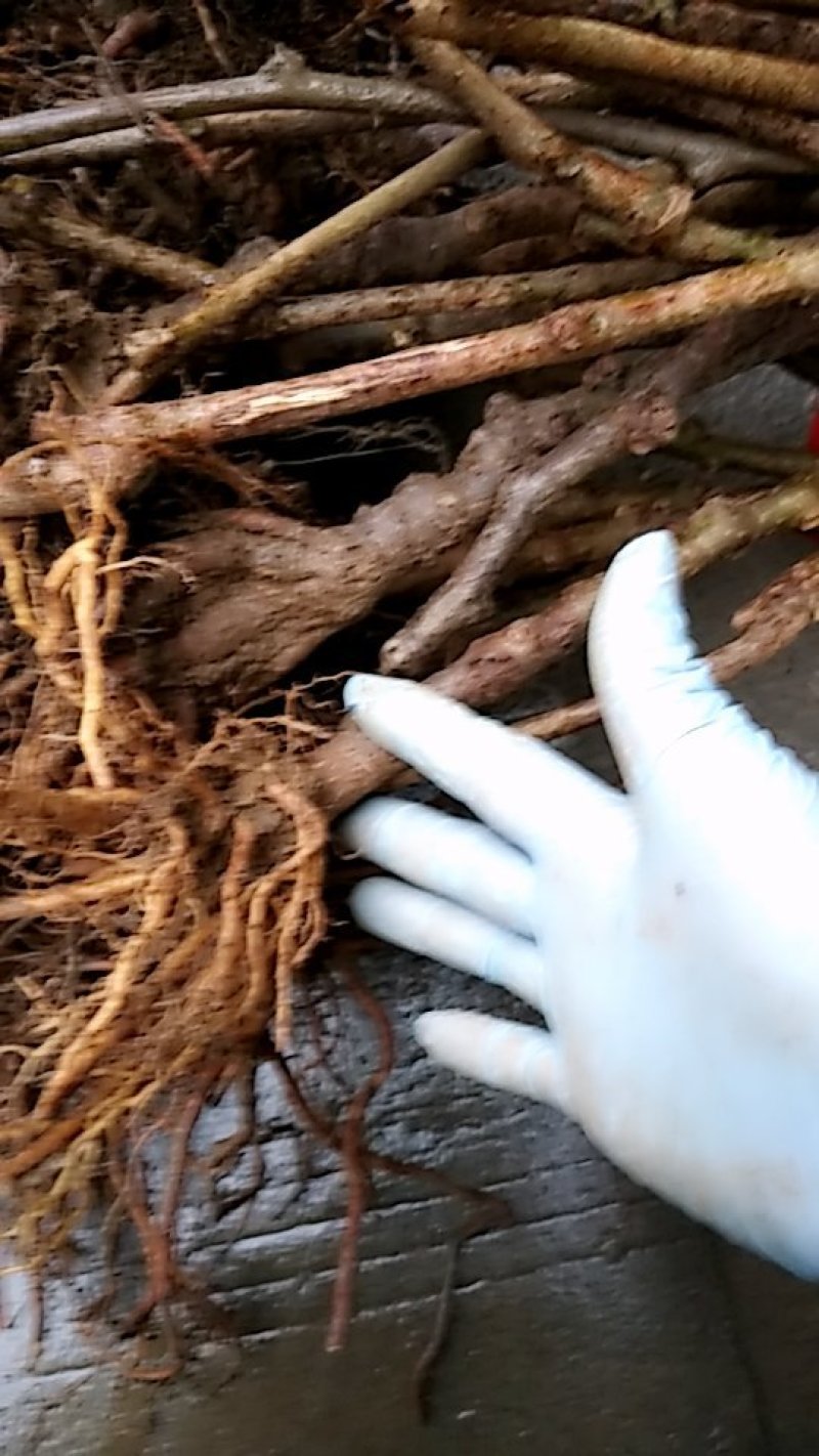 本公司苗圃常年供应猕猴桃苗八年大苗包邮中