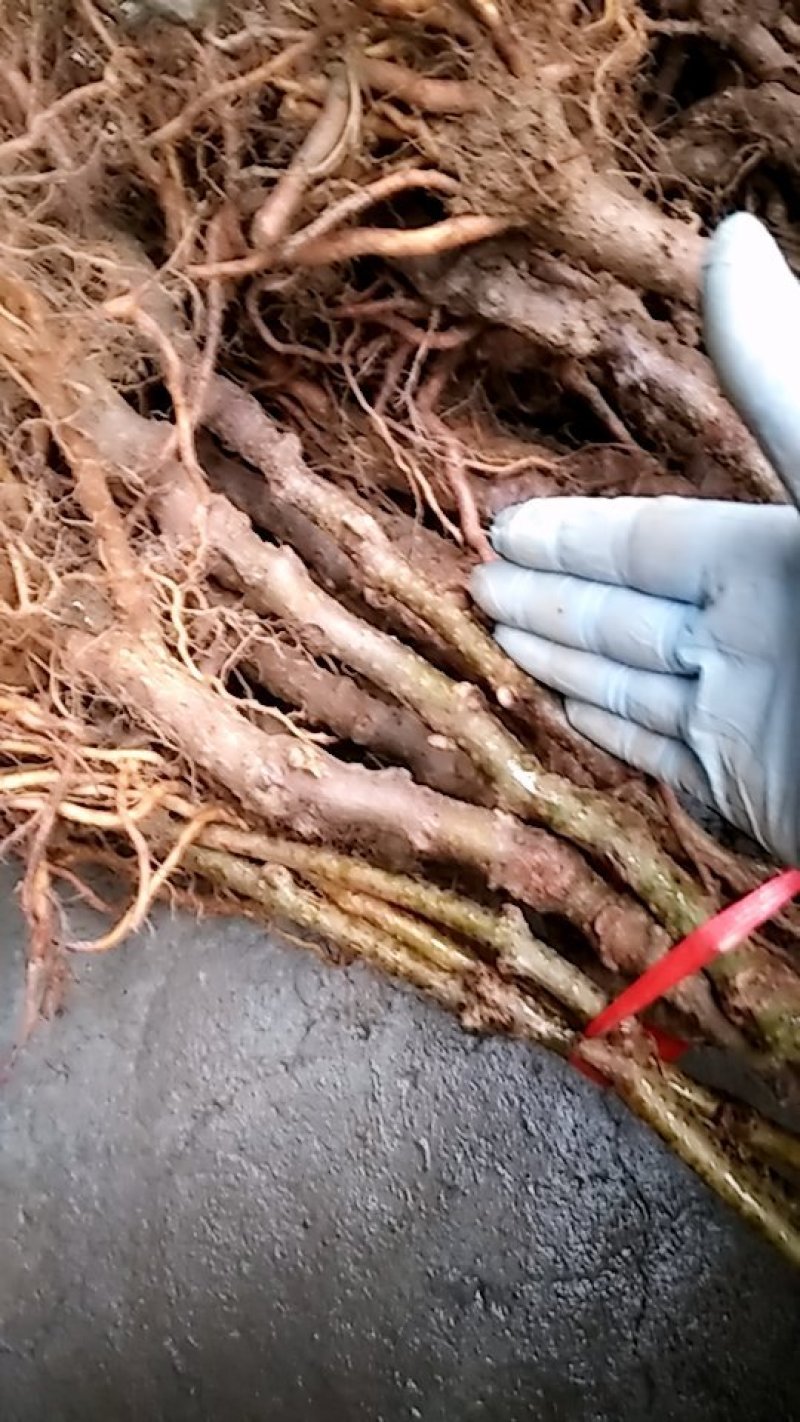 本公司苗圃常年供应猕猴桃苗八年大苗包邮中