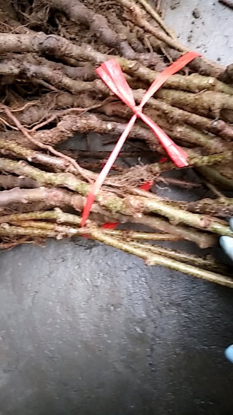 本公司苗圃常年供应猕猴桃苗八年大苗包邮中