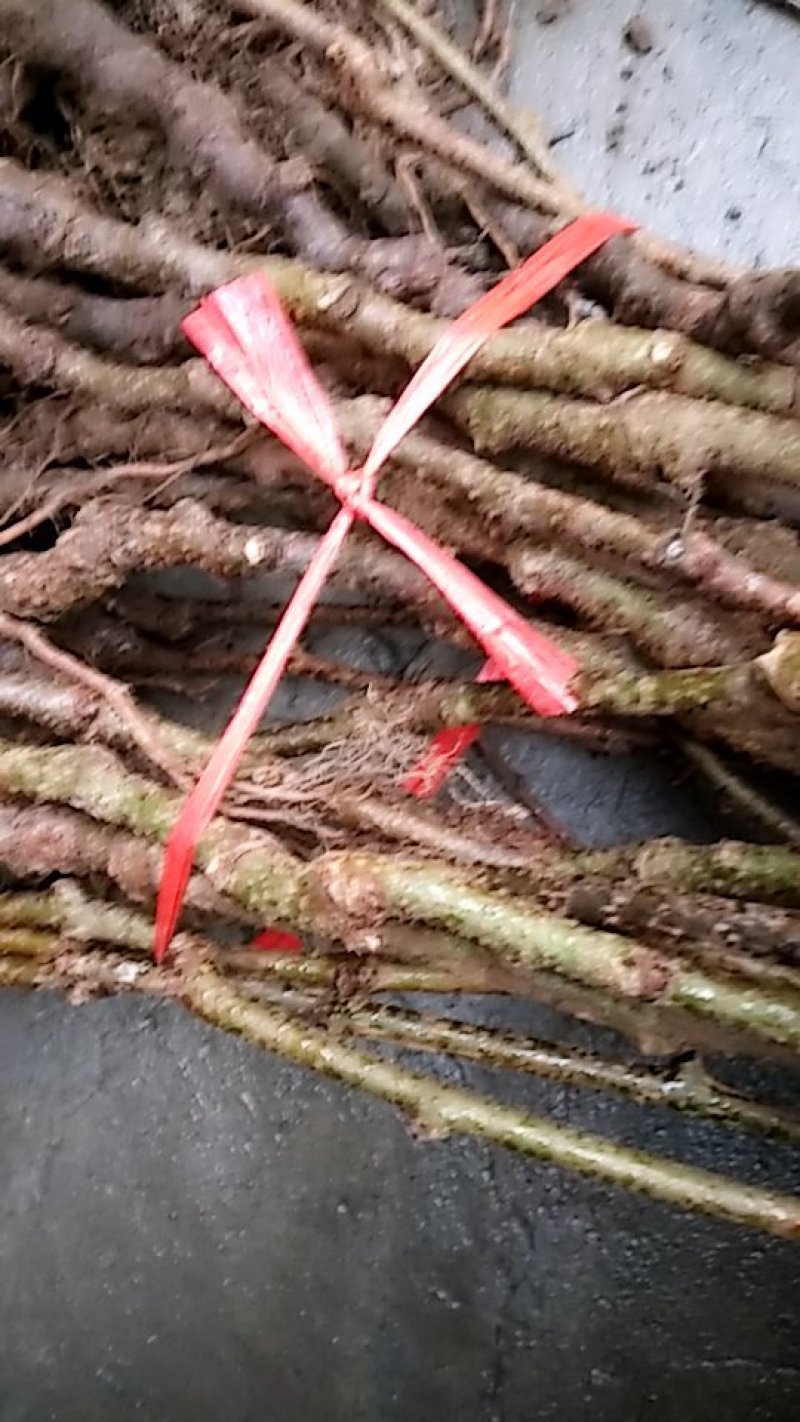 本公司苗圃常年供应猕猴桃苗八年大苗包邮中