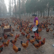 土鸡，纯粮喂养