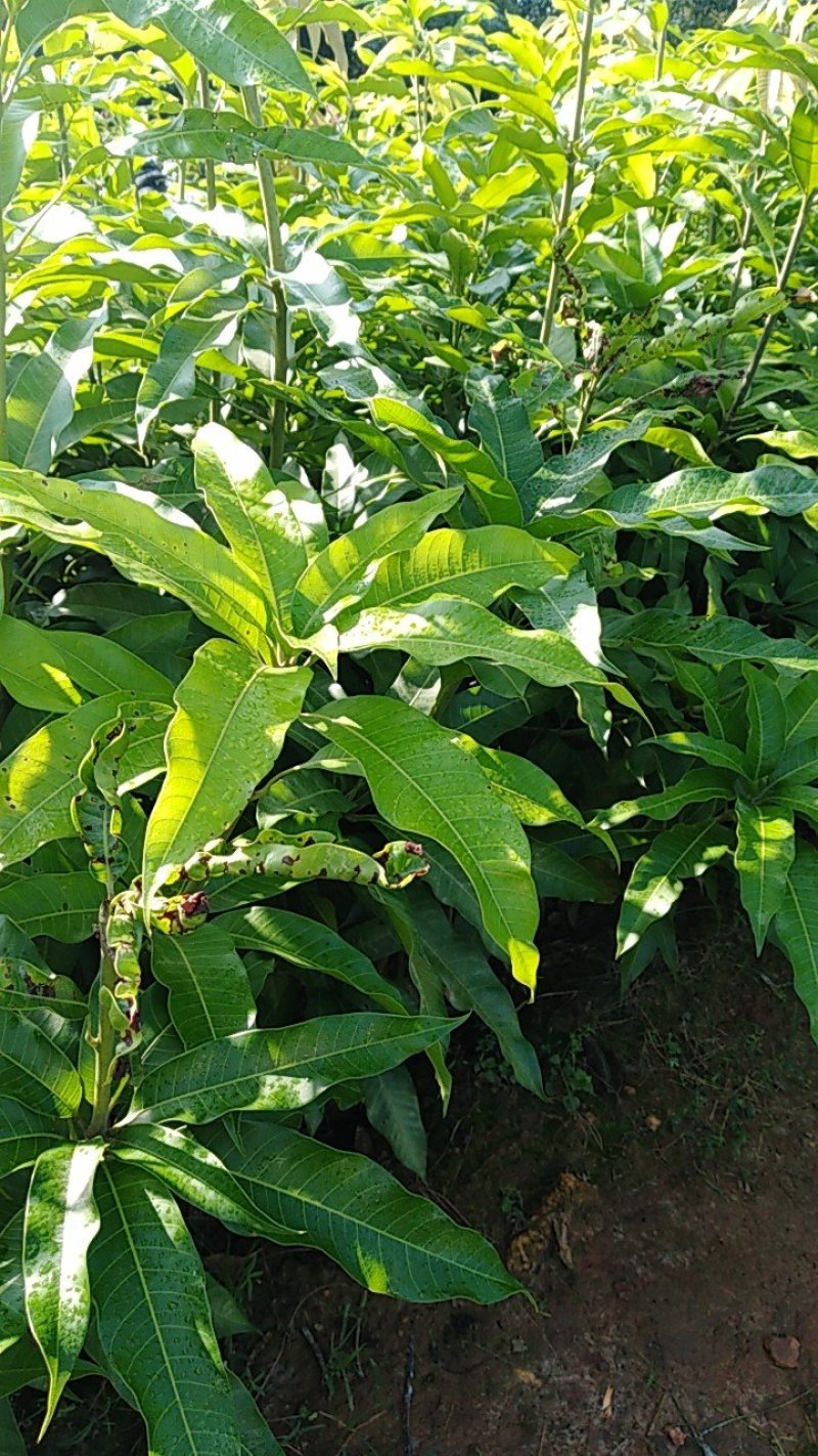 金煌芒果苗