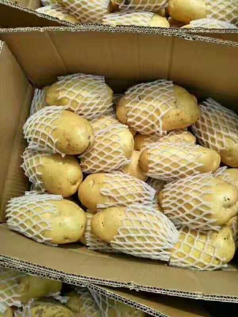 【精品】荷兰十五土豆黄皮黄心无青头无发芽产地直供量大从