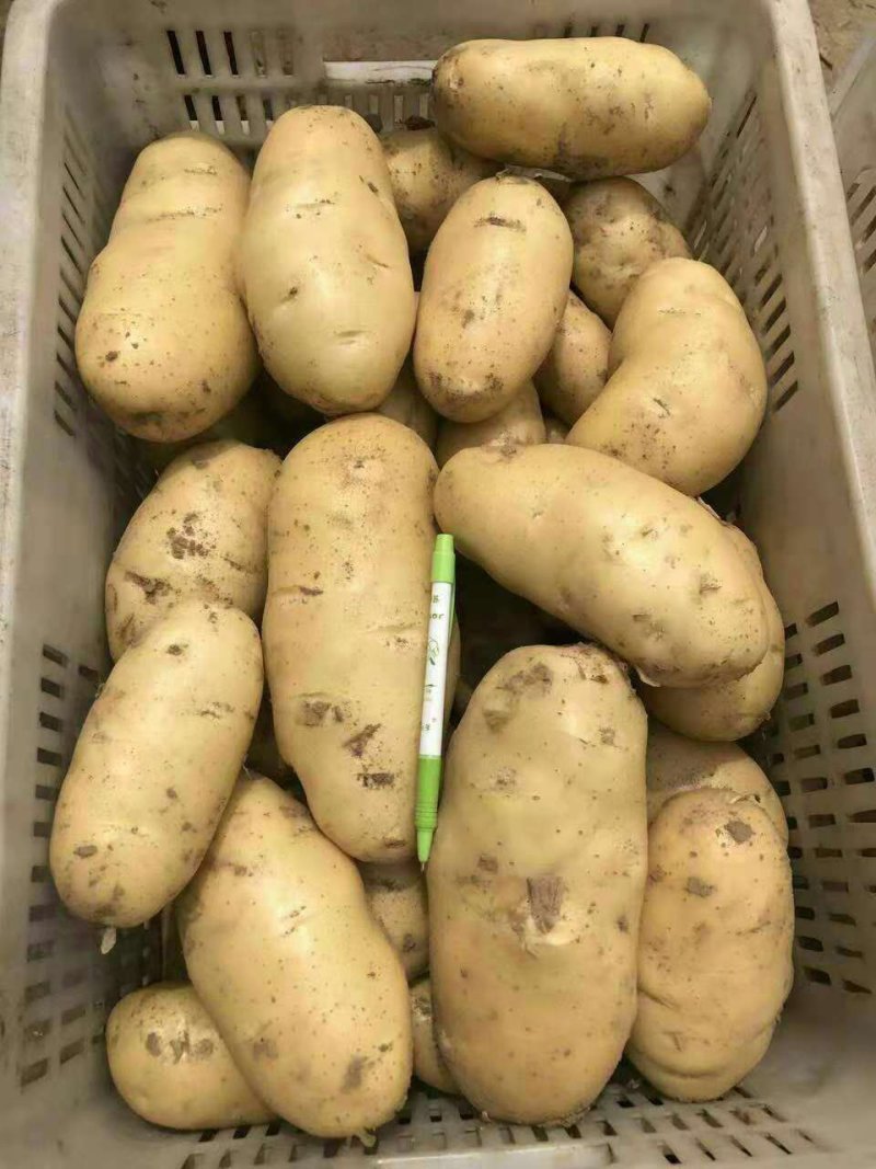 【精品】荷兰十五土豆黄皮黄心无青头无发芽产地直供量大从