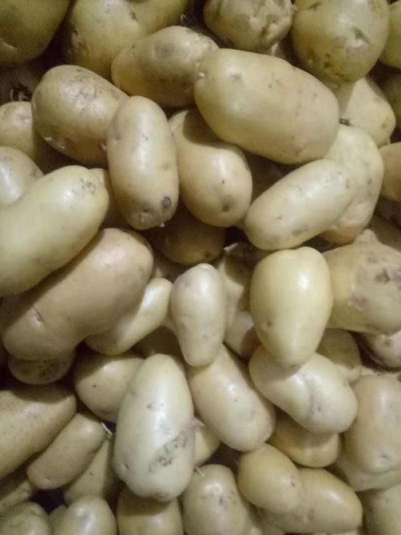 【精品】荷兰十五土豆黄皮黄心无青头无发芽产地直供量大从
