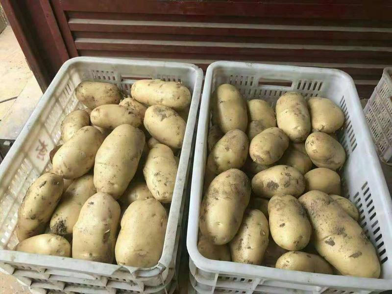【精品】荷兰十五土豆黄皮黄心无青头无发芽产地直供量大从