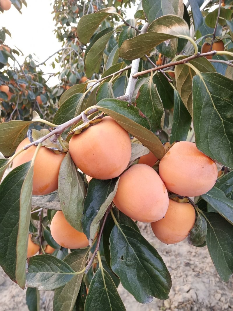 富平霜降柿饼