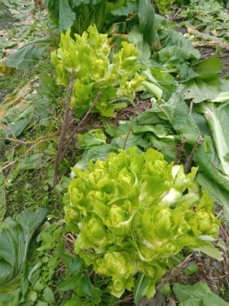 特级中熟儿菜大量上市了，