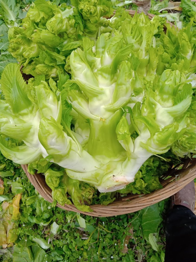 特级中熟儿菜大量上市了，