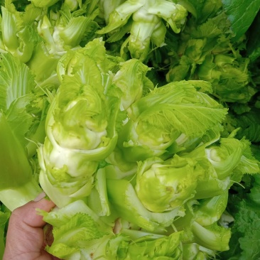 特级中熟儿菜大量上市了，