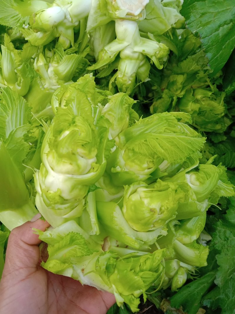特级中熟儿菜大量上市了，