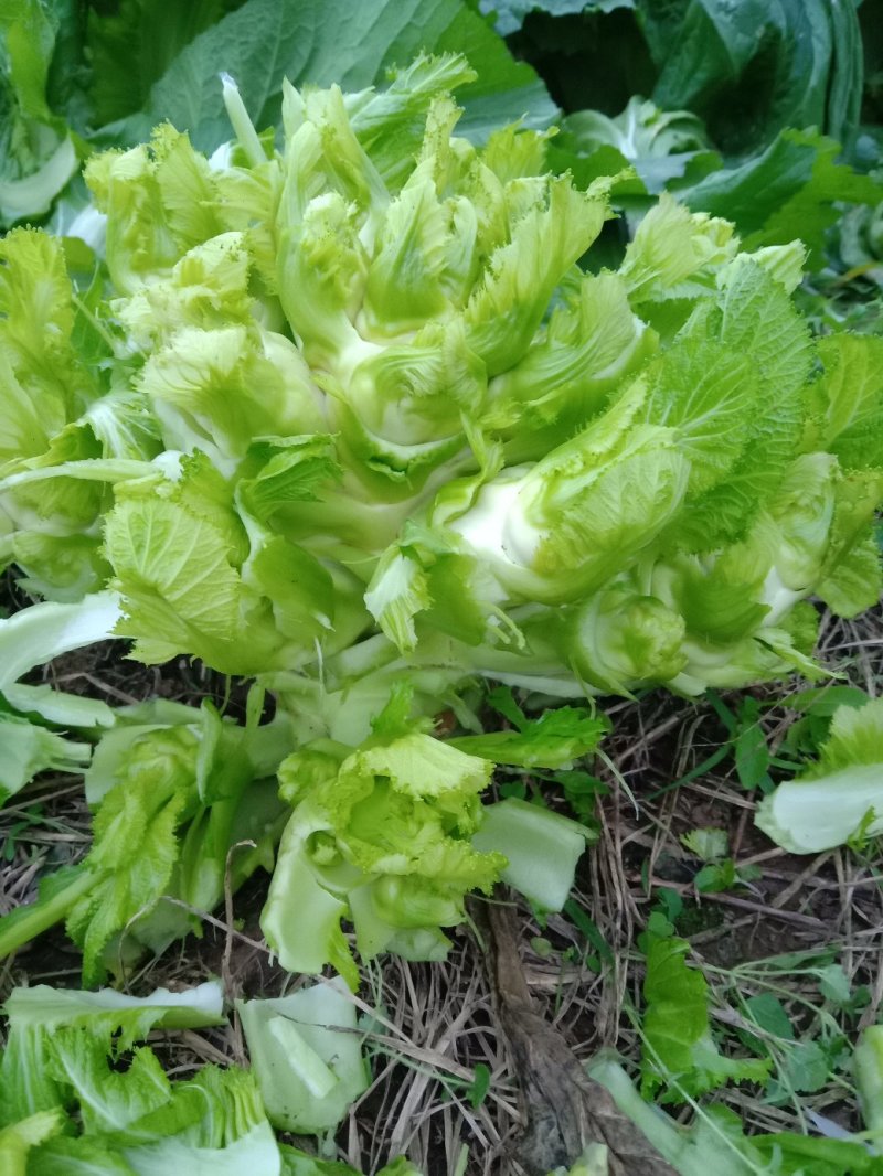 特级中熟儿菜大量上市了，