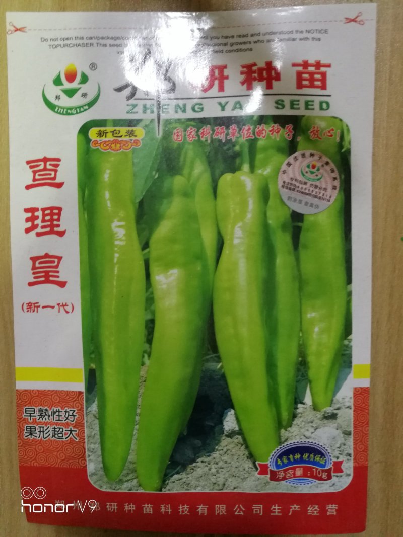【精】郑研查理黄皮辣椒种子，皇鼎六号，苏润大椒