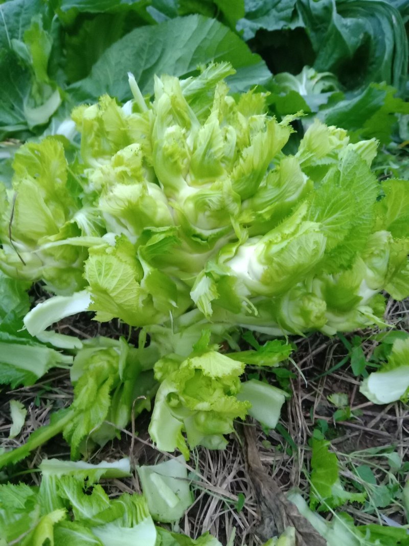 特级中熟儿菜大量上市了，
