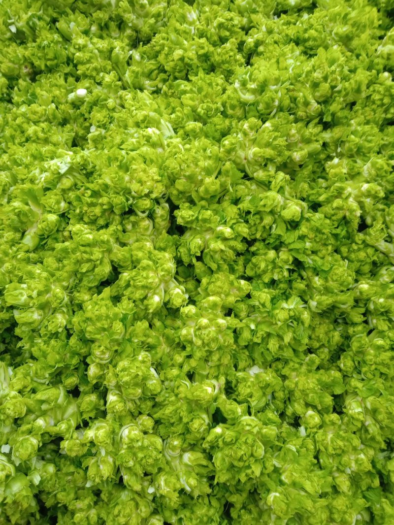 特级中熟儿菜大量上市了，