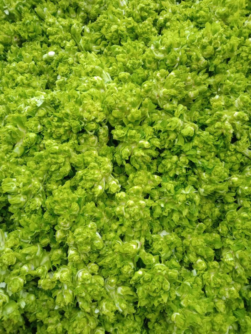 特级中熟儿菜大量上市了，