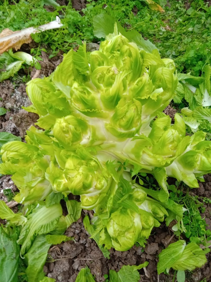特级中熟儿菜大量上市了，
