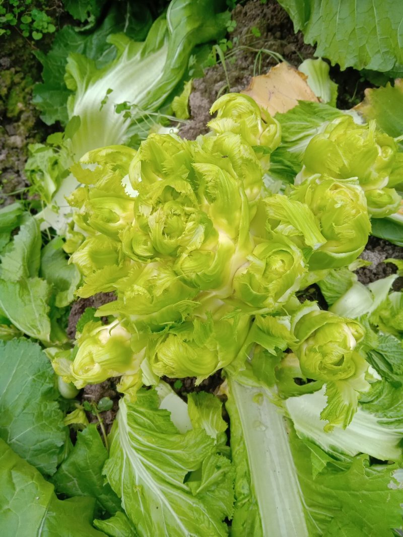 特级中熟儿菜大量上市了，