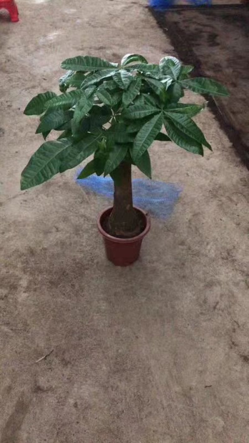 发财树280#