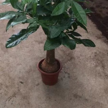 发财树280#