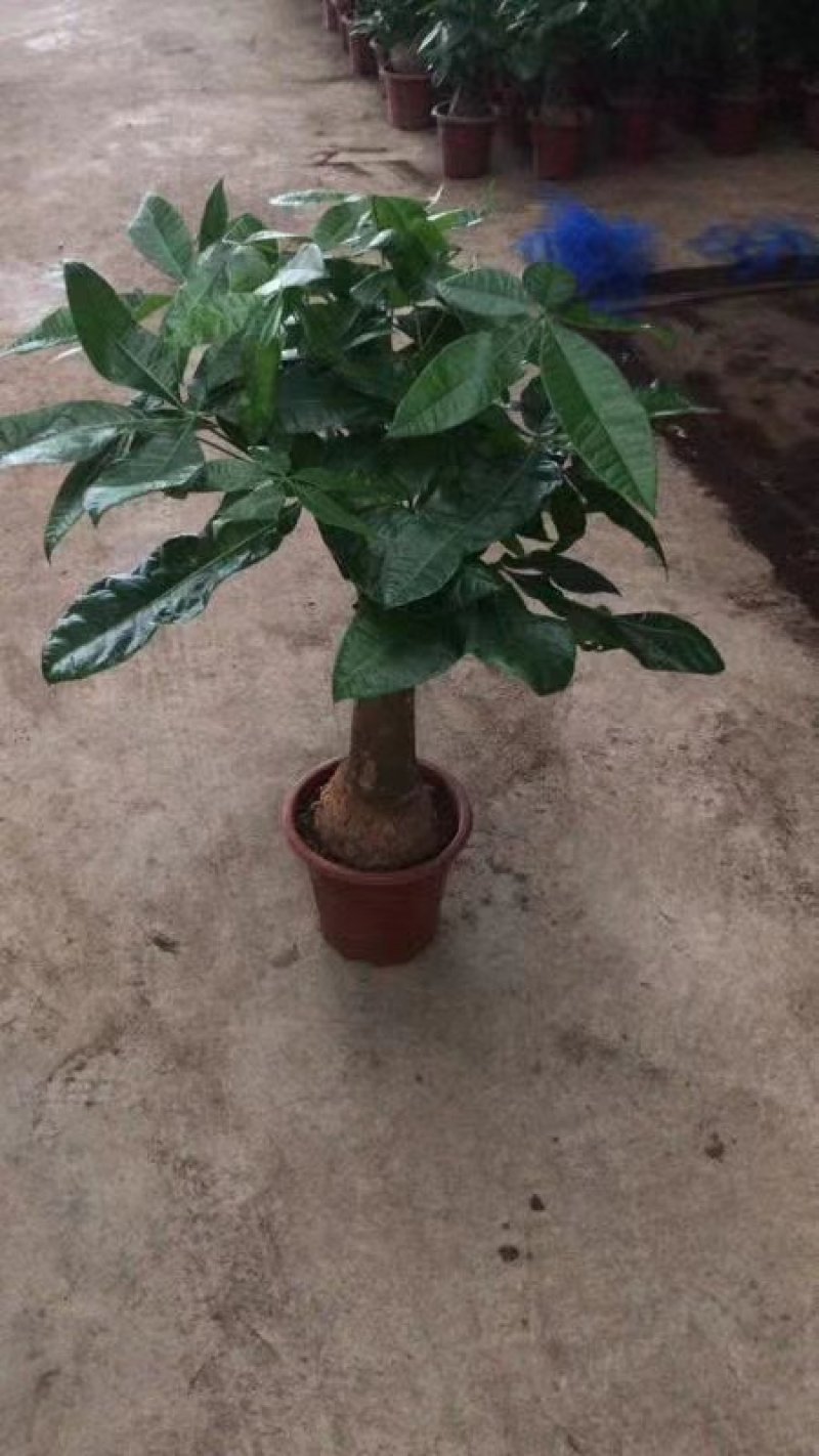发财树280#