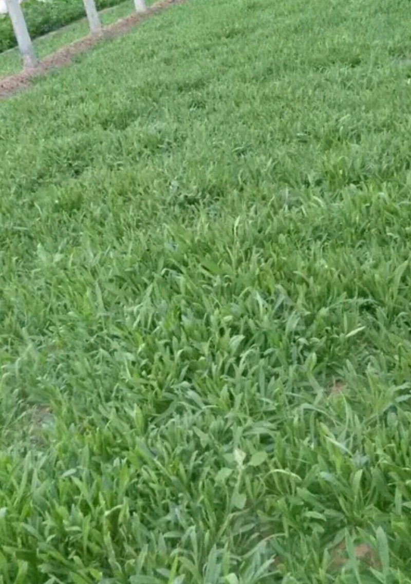 山东聊城大量供应面条菜需要的联系我长期有货