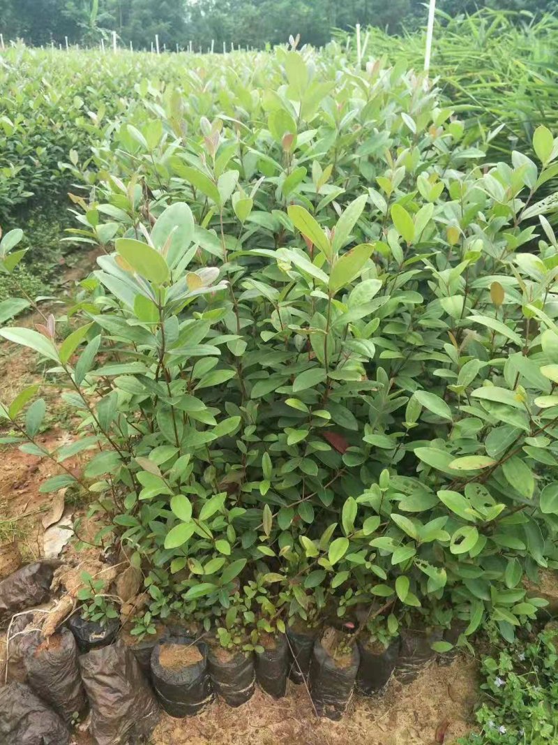 桃金娘苗（稔子树苗）杯苗袋苗