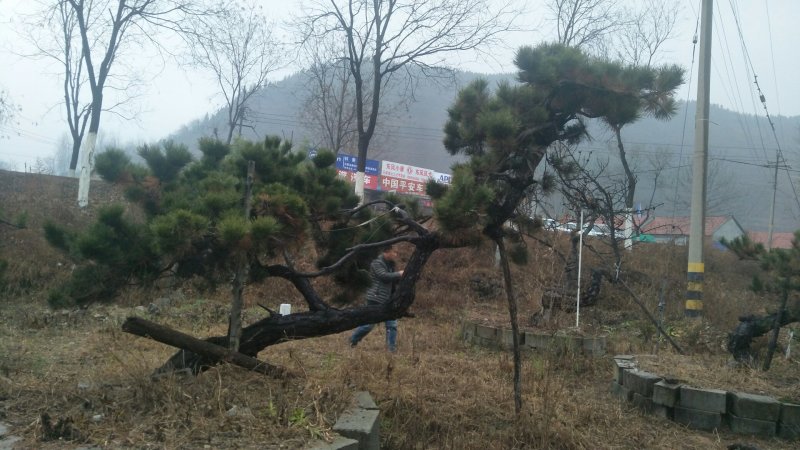 老陈树