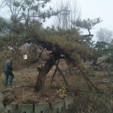 老陈树