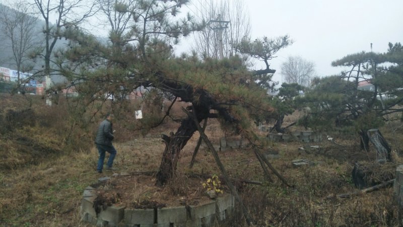 老陈树