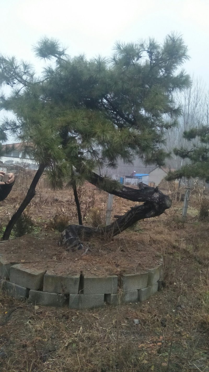 老陈树