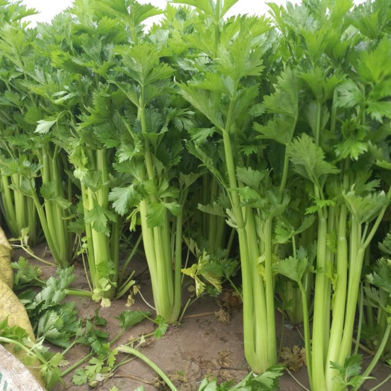 法国皇后西芹60cm以上大量上市中品质优良