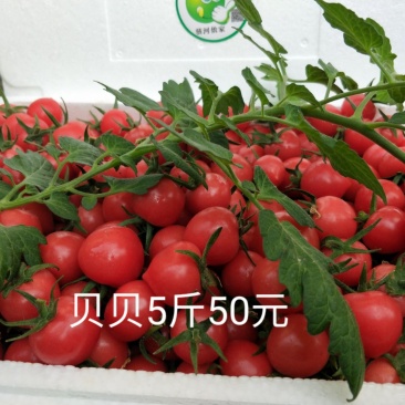 本合作社常年供应无残留自然成熟优质小番茄！一件代发